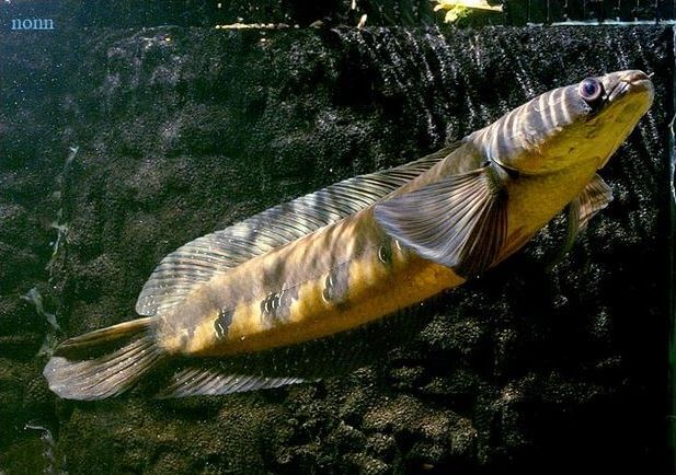 Ikan Channa marulioides