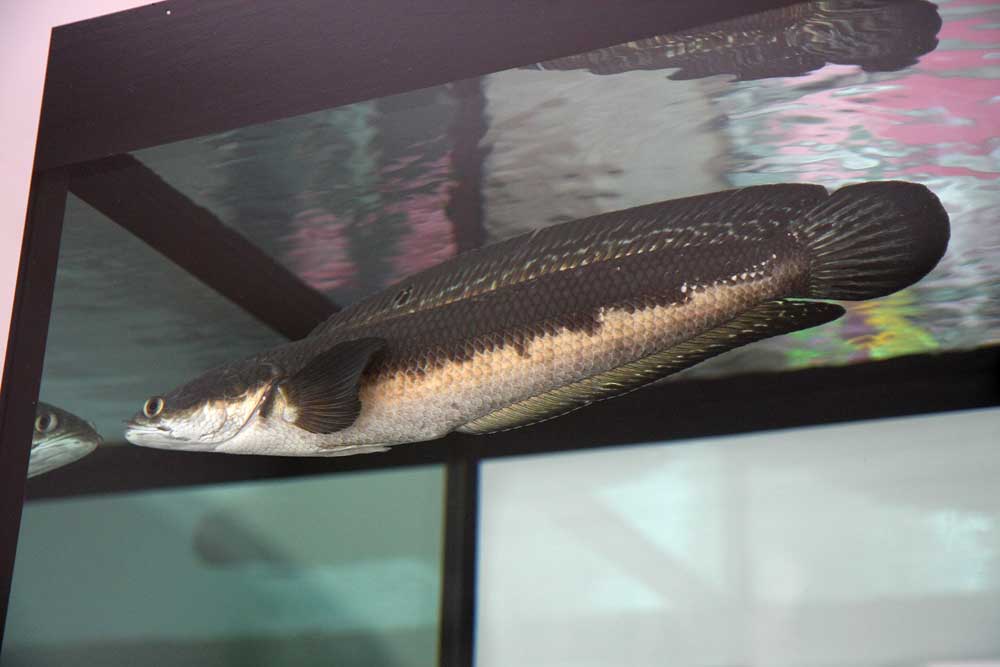 Ikan Channa Melanoptera